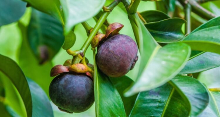 Perkebunan Manggis, Dari Buah Tropis Bernilai Tinggi hingga Peluang Usaha Petani