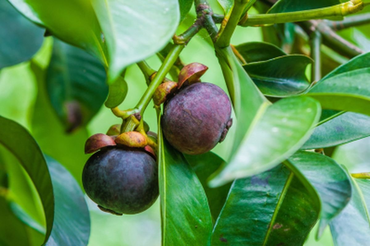 Perkebunan Manggis, Dari Buah Tropis Bernilai Tinggi hingga Peluang Usaha Petani