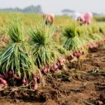Tips Menanam Bawang di Rumah agar Umbi Besar dan Daun Tidak Mudah Layu