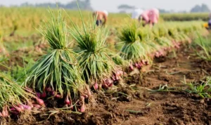 Tips Menanam Bawang di Rumah agar Umbi Besar dan Daun Tidak Mudah Layu_11zon Tips Menanam Bawang di Rumah agar Umbi Besar dan Daun Tidak Mudah Layu
