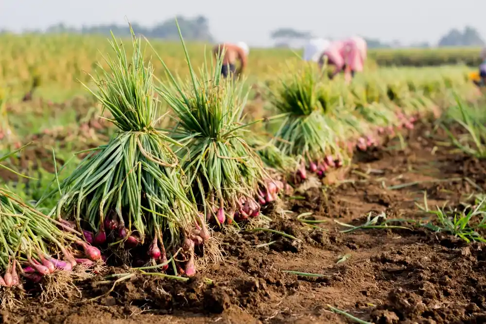 Tips Menanam Bawang di Rumah agar Umbi Besar dan Daun Tidak Mudah Layu