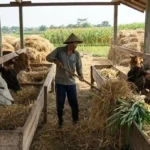 Harga Makanan Ternak untuk Sapi, Peternak Perlu Cermat Sebelum Belanja Pakan