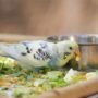 Burung
