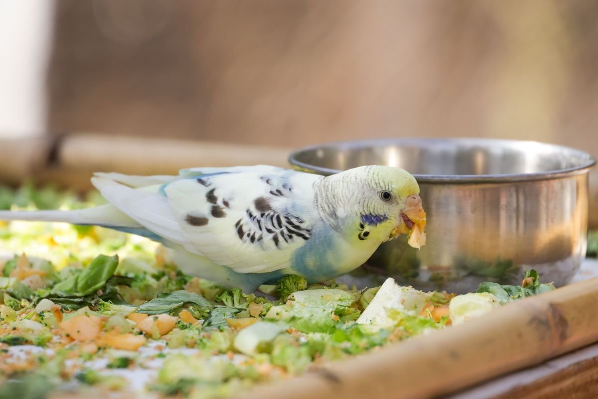 Burung