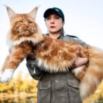 Mengenal Kucing Terbesar di Dunia dan Cara Merawatnya agar Tetap Sehat