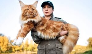 Mengenal Kucing Terbesar di Dunia dan Cara Merawatnya agar Tetap Sehat