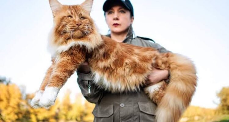 Mengenal Kucing Terbesar di Dunia dan Cara Merawatnya agar Tetap Sehat