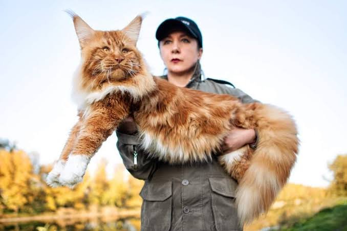 Mengenal Kucing Terbesar di Dunia dan Cara Merawatnya agar Tetap Sehat