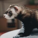 Merawat Musang dengan Benar, dari Kandang hingga Pemeriksaan Kesehatan