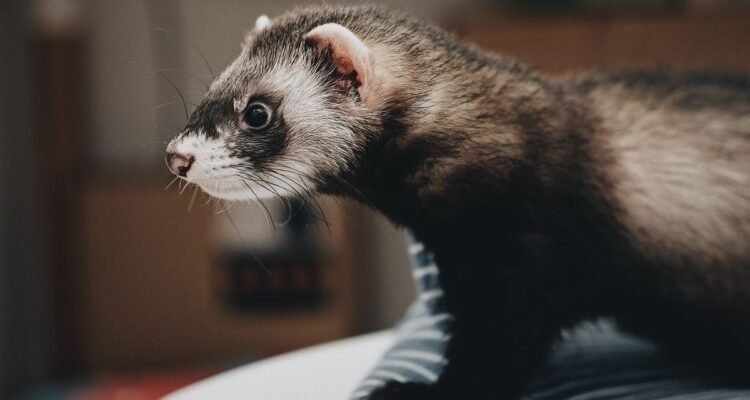 Merawat Musang dengan Benar, dari Kandang hingga Pemeriksaan Kesehatan