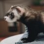 Merawat Musang dengan Benar, dari Kandang hingga Pemeriksaan Kesehatan