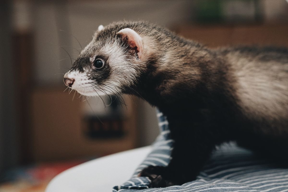 Merawat Musang dengan Benar, dari Kandang hingga Pemeriksaan Kesehatan