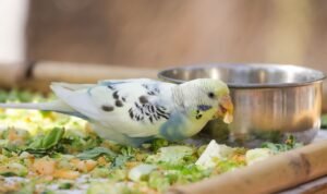Burung