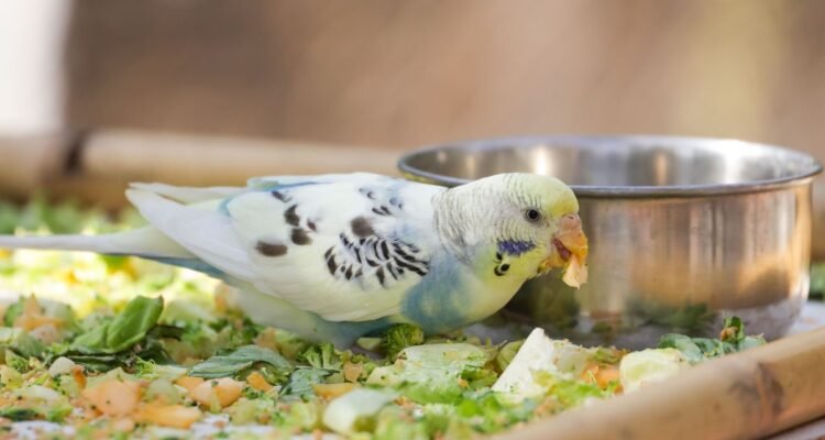 Burung