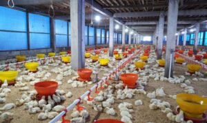 Kandang Closed House untuk Ayam, Apa Saja Keuntungan bagi Peternak?