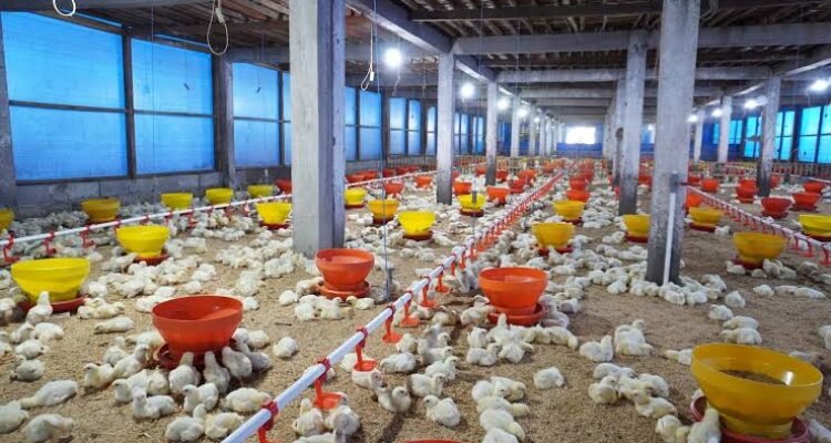 Kandang Closed House untuk Ayam, Apa Saja Keuntungan bagi Peternak?