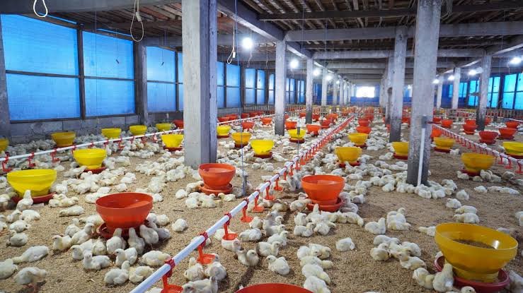 Kandang Closed House untuk Ayam, Apa Saja Keuntungan bagi Peternak?